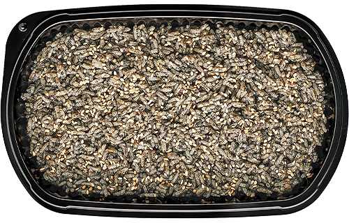 Japanese inked nori rice